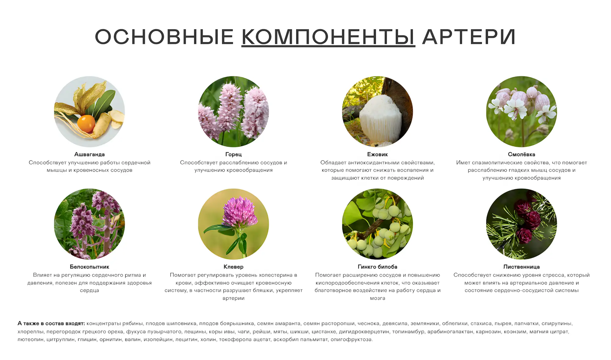 Артери капсулы для нормализации давления Что входит в состав Артери
